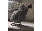 Tamed Brilliant Adorable African Grey