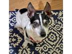 Adopt Eddie (GA) a Rat Terrier