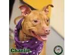 Adopt 21-12-3562 Chomper a Pit Bull Terrier