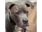 Adopt Athena a American Staffordshire Terrier