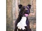 Adopt Bean 163962 a Pit Bull Terrier