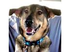 Adopt Tyson a German Shepherd Dog, Bluetick Coonhound
