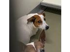 Adopt Roxie a Parson Russell Terrier