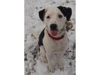 Adopt RYKER a Pointer, Mixed Breed