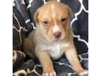 Adopt Toffee Prince a Catahoula Leopard Dog, Mixed Breed