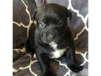 Adopt Chocolate Crinkle Prince a Catahoula Leopard Dog, Mixed Breed