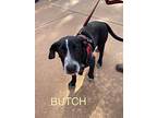 Butch Border Collie Puppy Male