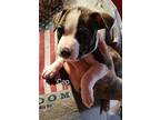 Cap' (Steve Rogers) American Staffordshire Terrier Puppy Male