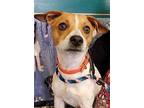 Skipper Jack Russell Terrier Young Male