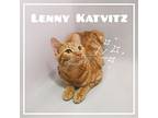 Lenny Katvitz Domestic Shorthair Kitten Male