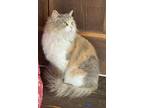 Gemma Maine Coon Young Female