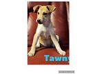 Tawny Husky Puppy Female