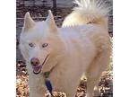 Presley *Reduced fee! Husky Young Female