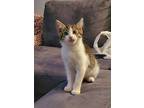 Pantaloons (Available for Pre-Adoption) Manx Female