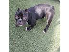 Supergirl *Special Needs* French Bulldog Young Female