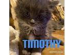 Timothy Domestic Shorthair Kitten Male