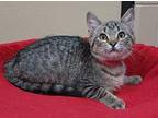 Joy Domestic Shorthair Kitten Female