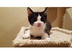 Billy Domestic Shorthair Kitten Male
