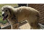 Bubba Great Pyrenees Adult Male
