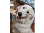 Adopt Stormy a Great Pyrenees