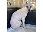 Frenchie Poodle (Miniature) Young Female