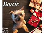 Bowie Jones Yorkie, Yorkshire Terrier Adult Male