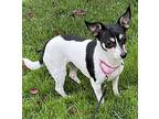 Sassy Jack Russell Terrier Adult Female