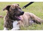 Adopt Kennedy a Mountain Cur, Mixed Breed