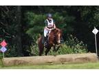 Fancy Sports Pony Dressage Eventing Jumping