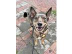 Adopt Charlie a Brown/Chocolate Australian Cattle Dog / Mixed dog in Elizabeth