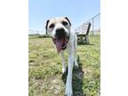 Adopt Max a White Retriever (Unknown Type) / Hound (Unknown Type) / Mixed dog in