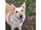 Adopt Doodle Bug a Red/Golden/Orange/Chestnut Shepherd (Unknown Type) / Mixed
