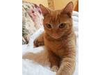 Adopt Holiday a Orange or Red Domestic Shorthair / Mixed (short coat) cat in
