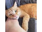 Adopt Milo a Orange or Red American Shorthair / Mixed cat in Tulsa