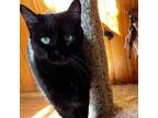 Adopt Hope a All Black American Shorthair / Mixed cat in Tulsa, OK (33543249)