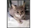 Adopt Poot a Gray or Blue Domestic Shorthair / Domestic Shorthair / Mixed cat in