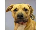 Adopt Bigfoot a Tan/Yellow/Fawn Black Mouth Cur / American Pit Bull Terrier /