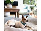 Adopt BELLE a White - with Brown or Chocolate Rat Terrier / Mixed dog in Austin