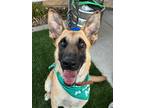 Adopt Triscuit a Tan/Yellow/Fawn - with Black Belgian Malinois dog in Pleasant