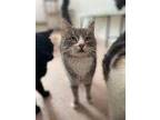 Adopt Cleo a Gray or Blue Domestic Shorthair / Domestic Shorthair / Mixed cat in