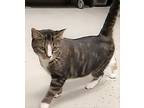 Adopt Christmas Mittens a Brown Tabby Bengal (medium coat) cat in Frederick