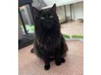 Adopt Vi a All Black Domestic Longhair / Domestic Shorthair / Mixed cat in