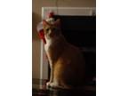 Adopt Cheshire a Orange or Red Tabby Domestic Shorthair / Mixed (short coat) cat
