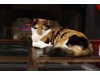 Adopt Alice a Tortoiseshell Calico / Mixed (medium coat) cat in Cary