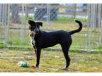 Adopt Tiffany a Black Border Collie / Mixed dog in Monks Corner, SC (33542009)