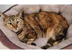 Adopt Scarlett a Orange or Red Tabby Domestic Shorthair (short coat) cat in
