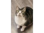 Adopt Buttons a Domestic Shorthair / Mixed (short coat) cat in Rome