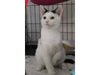 Adopt Lilo a Domestic Shorthair / Mixed (short coat) cat in Rome, GA (33541575)