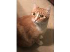 Adopt Stevie (CP) a Orange or Red Tabby Domestic Shorthair (short coat) cat in