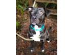 Adopt Cora a Brown/Chocolate - with Black Labrador Retriever / Pit Bull Terrier
